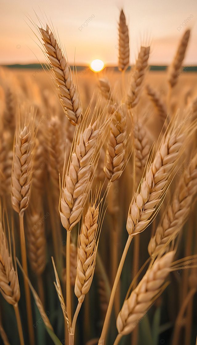 Hybrid Wheat